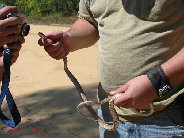 Coachwhip 030407.jpg [252 Kb]